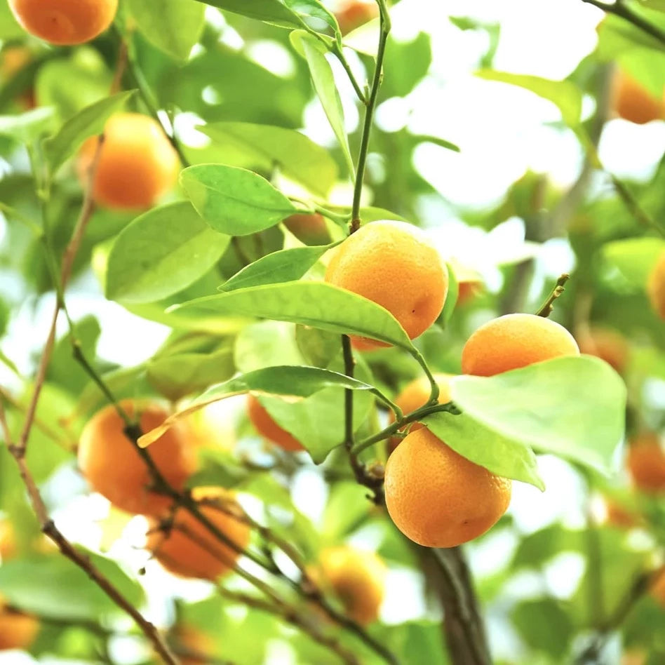 FIGS & ROUGE FORTIFY Serum anti estrés 30ml