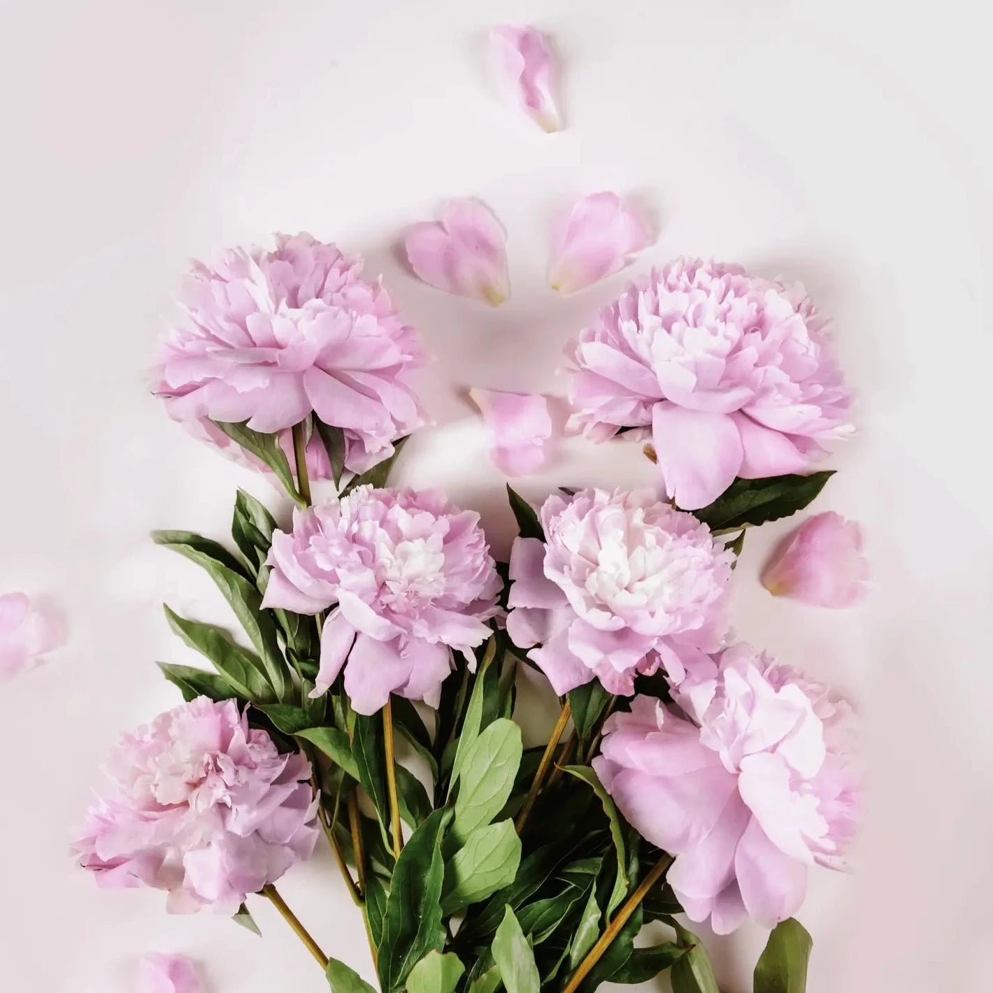 SCENTORIE Vela perfumada vegana Love Artist 100g mecha de madera 20hs