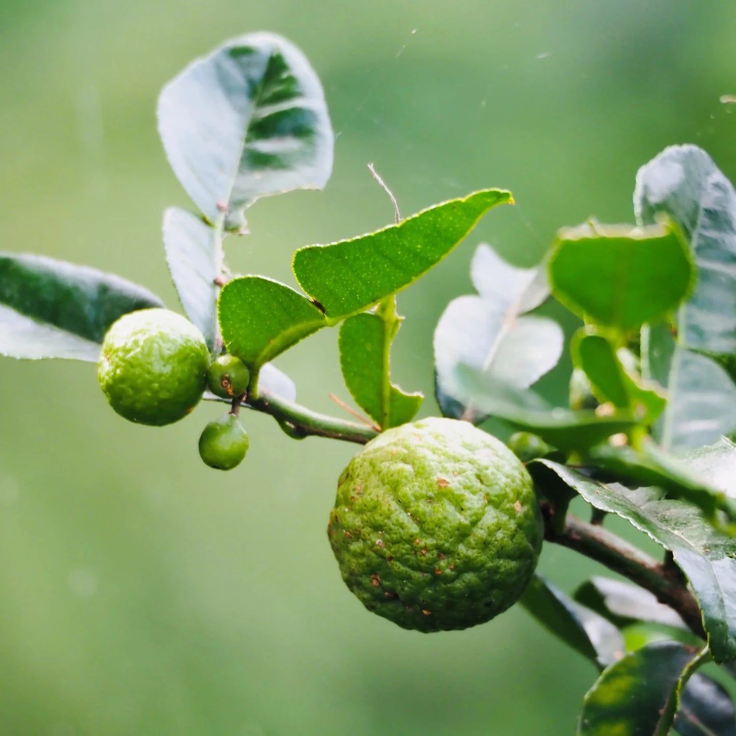 Nectar du Monde Champú Serúm Moment 66 Sentidos 300ml