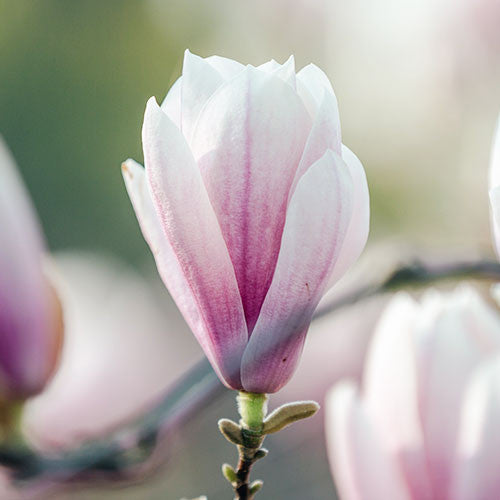 CINQ MŌNDES Serum Luminoso Sublime 30ml