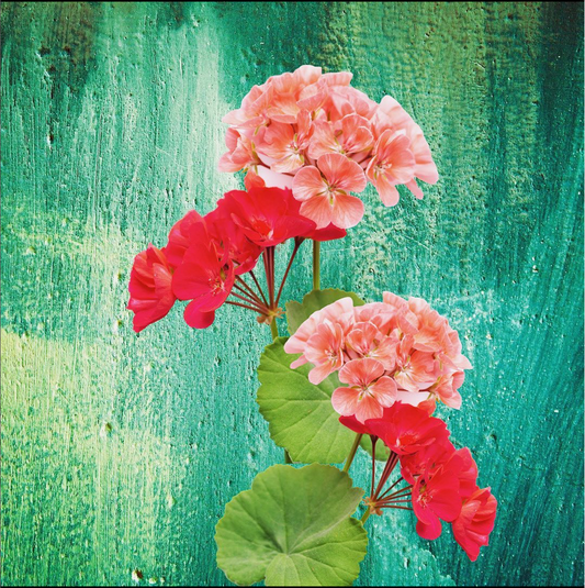 Les Fleurs de L'Art Perfume Puente Claude 50ml